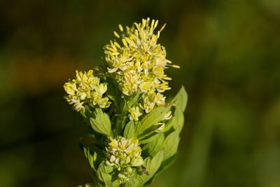 Thalictrum flavum, photographed by Вячеслав Юсупов