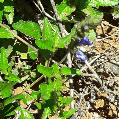 Salvia prunelloides, photographed by José Gerardo Velasco