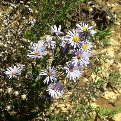 Symphyotrichum carnerosanum, photographed by José Gerardo Velasco