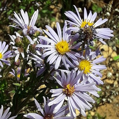 Symphyotrichum carnerosanum, photographed by José Gerardo Velasco