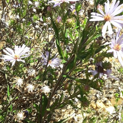 Symphyotrichum carnerosanum, photographed by José Gerardo Velasco