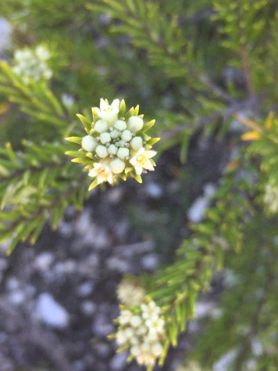 Phylica willdenowiana, photographed by Brian du Preez