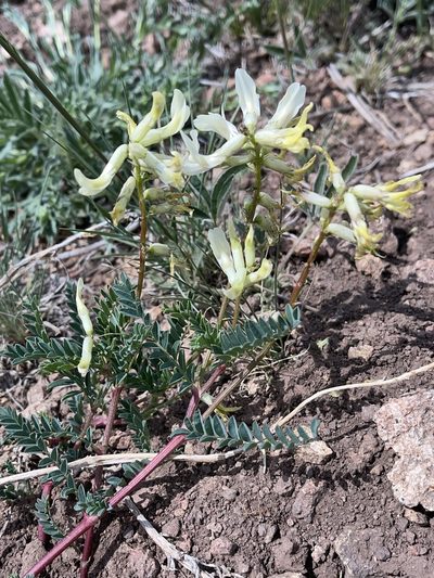 Astragalus scopulorum, photographed by Robbie Hannawacker