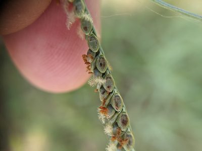 Paspalum plicatulum, photographed by Cleveland Powell
