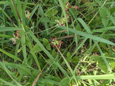 Pediomelum rhombifolium, photographed by Cleveland Powell