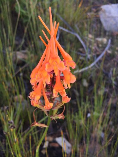 Disa porrecta, photographed by Brian du Preez