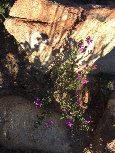 Indigofera equimontana, photographed by Brian du Preez