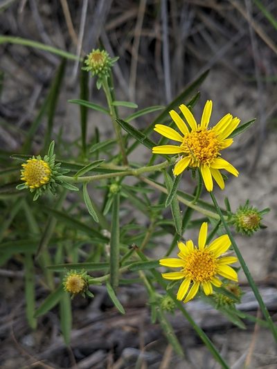 Jasonia tuberosa, photographed by Denis Bastianelli