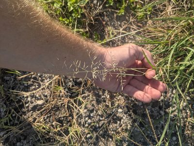 Eragrostis barrelieri, photographed by Cleveland Powell