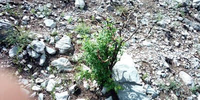 Fraxinus cuspidata, photographed by Leticia Jiménez Hernández