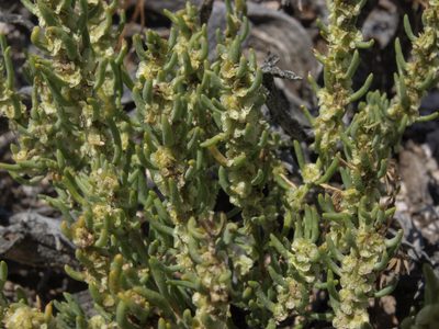 Neokochia americana, photographed by Jim Morefield
