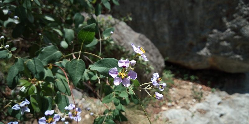 Mascagnia lilacina, photographed by Leticia Jiménez Hernández