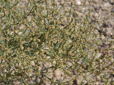 Eriogonum brachyanthum, photographed by Jim Morefield