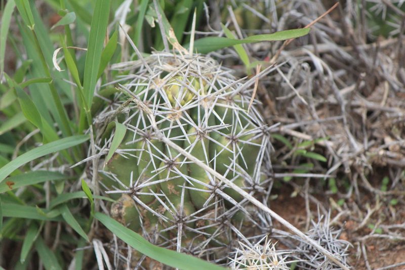 Thelocactus leucacanthus, photographed by José Belem Hernández Díaz
