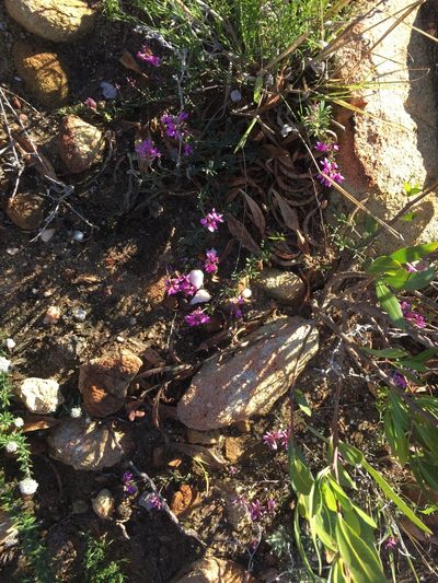 Indigofera equimontana, photographed by Brian du Preez