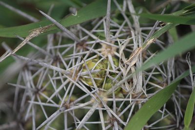 Thelocactus leucacanthus, photographed by José Belem Hernández Díaz