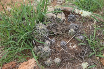 Thelocactus leucacanthus, photographed by José Belem Hernández Díaz