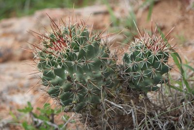 Coryphantha octacantha, photographed by José Belem Hernández Díaz