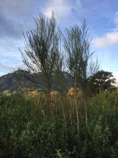 Psoralea gigantea, photographed by Brian du Preez