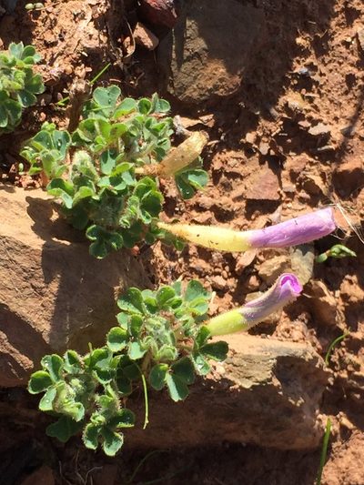 Oxalis fibrosa, photographed by Brian du Preez