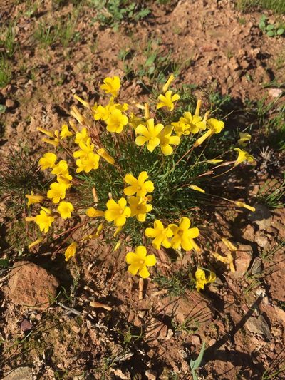 Oxalis leptogramma, photographed by Brian du Preez