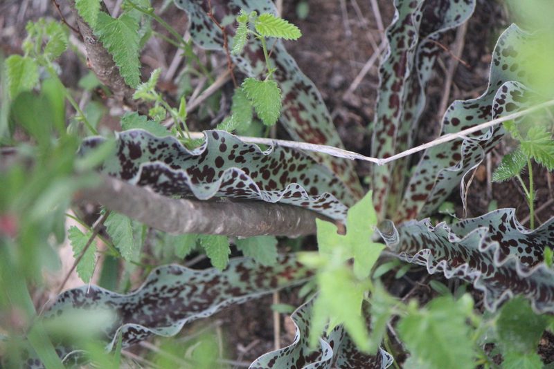 Agave guttata, photographed by José Belem Hernández Díaz