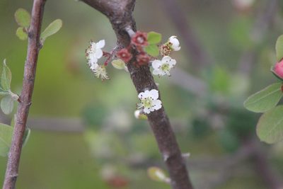 Malacomeles denticulata, photographed by José Belem Hernández Díaz