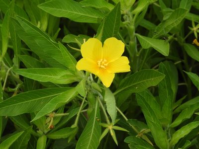 Ludwigia hexapetala, photographed by Mary K. Hanson