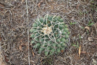 Mammillaria magnimamma, photographed by José Belem Hernández Díaz