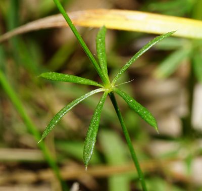 Galium pumilum, photographed by Patrick Hacker
