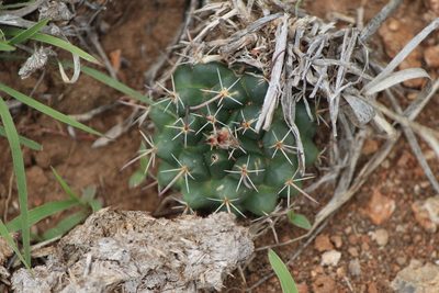 Mammillaria uncinata, photographed by José Belem Hernández Díaz
