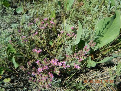 Frankenia hirsuta, photographed by Galyna Mykytynets