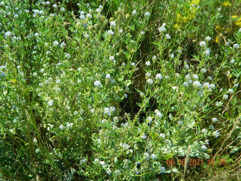 Trigonella procumbens, photographed by Galyna Mykytynets