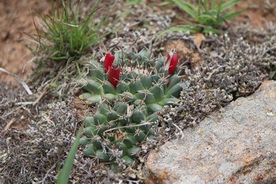 Mammillaria uncinata, photographed by José Belem Hernández Díaz