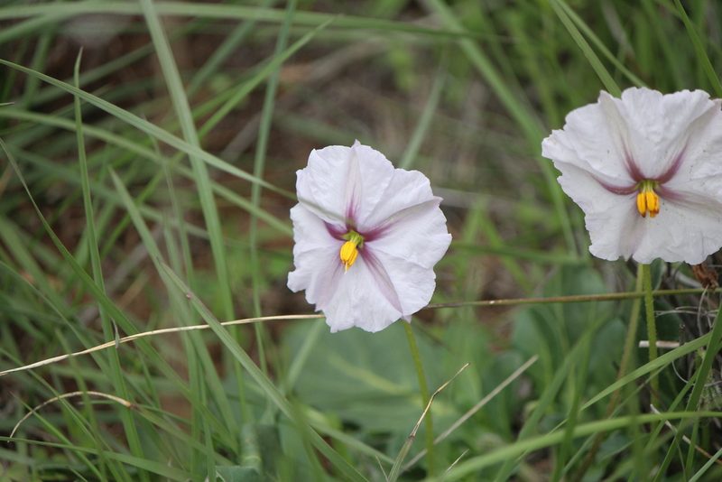 Lycianthes peduncularis, photographed by José Belem Hernández Díaz