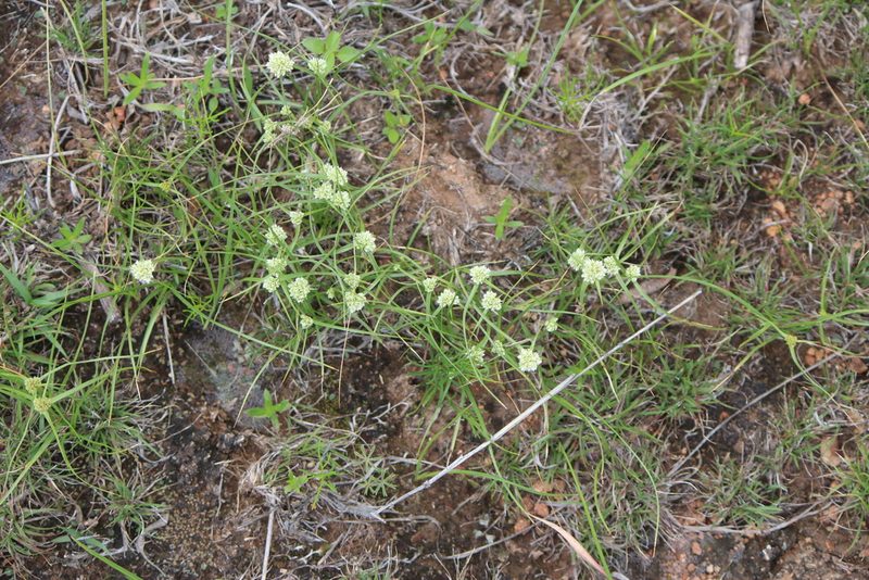Cyperus seslerioides, photographed by José Belem Hernández Díaz