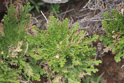Selaginella pallescens, photographed by José Belem Hernández Díaz