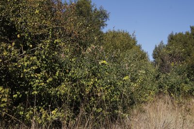 Crotalaria agatiflora, photographed by Tony Rebelo