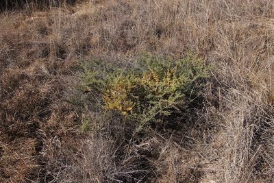 Asparagus flavicaulis, photographed by Tony Rebelo