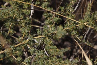 Asparagus flavicaulis, photographed by Tony Rebelo