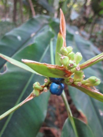 Heliconia aurantiaca, photographed by Eric Knight
