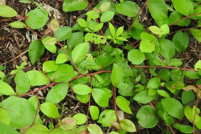 Gymnopodium floribundum, photographed by Sebastián de Jesús Herrera Buenfil