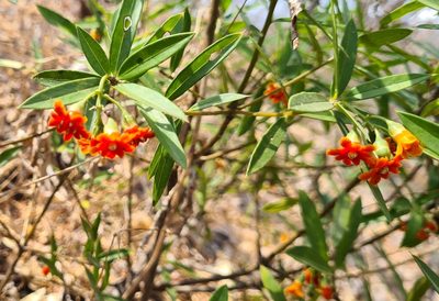 Bonellia macrocarpa, photographed by Lyrae
