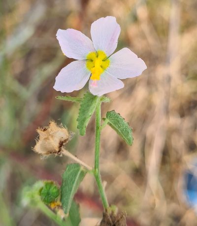 Kosteletzkya depressa, photographed by Lyrae