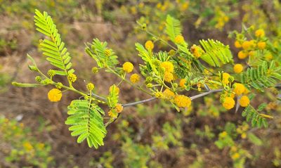 Vachellia campeachiana, photographed by Lyrae