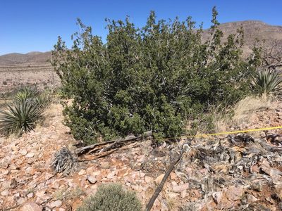 Juniperus arizonica, photographed by Cecelia Alexander