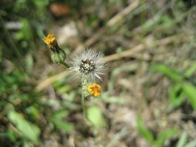 Pilosella piloselloides, photographed by rboles