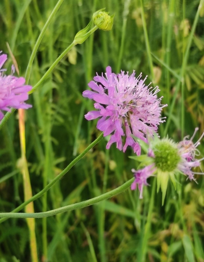 Knautia transalpina, photographed by Andrea Mologni