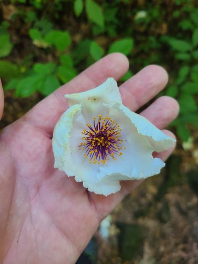 Stewartia ovata, photographed by Jeff Wilson