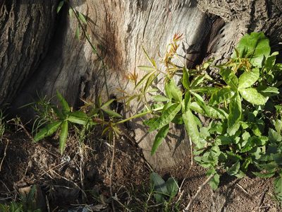 Cissus palmata, photographed by Eduardo Luis Beltrocco